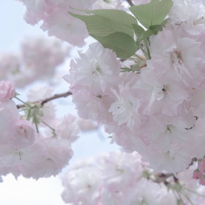 Furry插画色彩灵感FurryQQ群